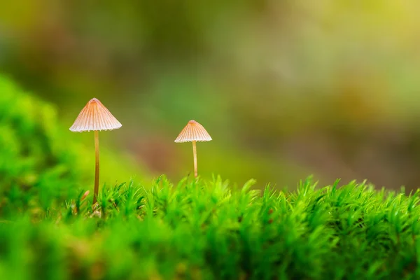 Two small mushrooms in green moss — Stock Photo, Image