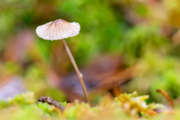 Liten svamp med en våt mössa — Stockfoto