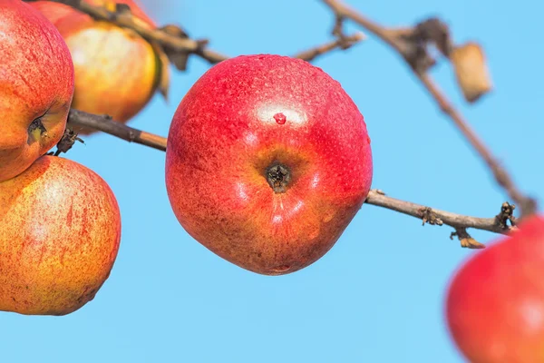 Red autumn apples on a branch — Stock Photo, Image