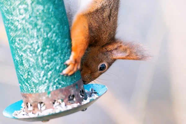 Écureuil se nourrissant à partir d'une mangeoire à oiseaux — Photo