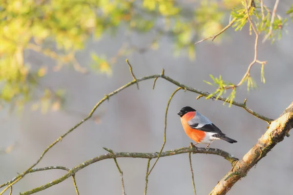 Bullfinch sentado en una rama soleada — Foto de Stock