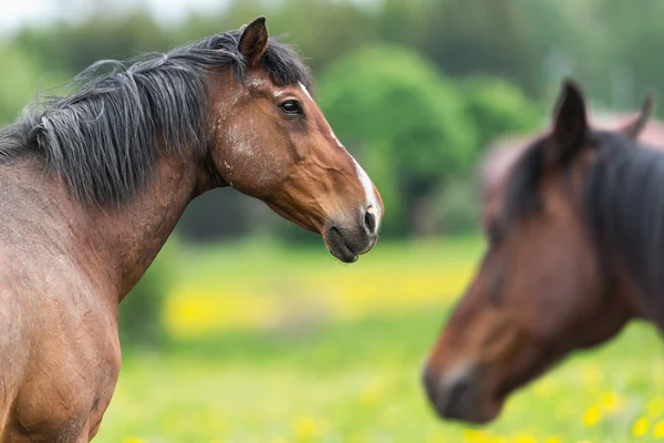 Stallion just after a fight — Stock Photo, Image