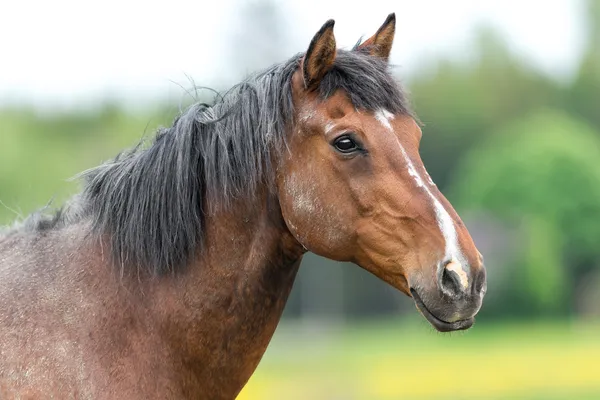 Stallion just after a fight — Stock Photo, Image