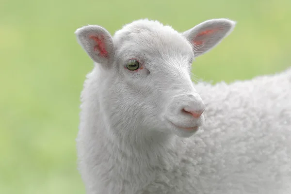 White lamb on green background — Stock Photo, Image