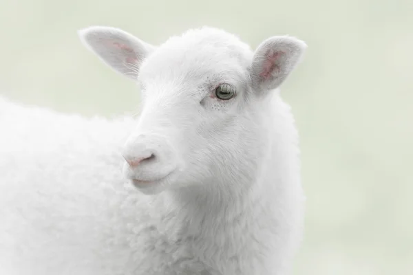 White lamb on green background — Stock Photo, Image