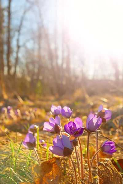 Hepatica nobilis flores na natureza primavera no entorno — Fotografia de Stock