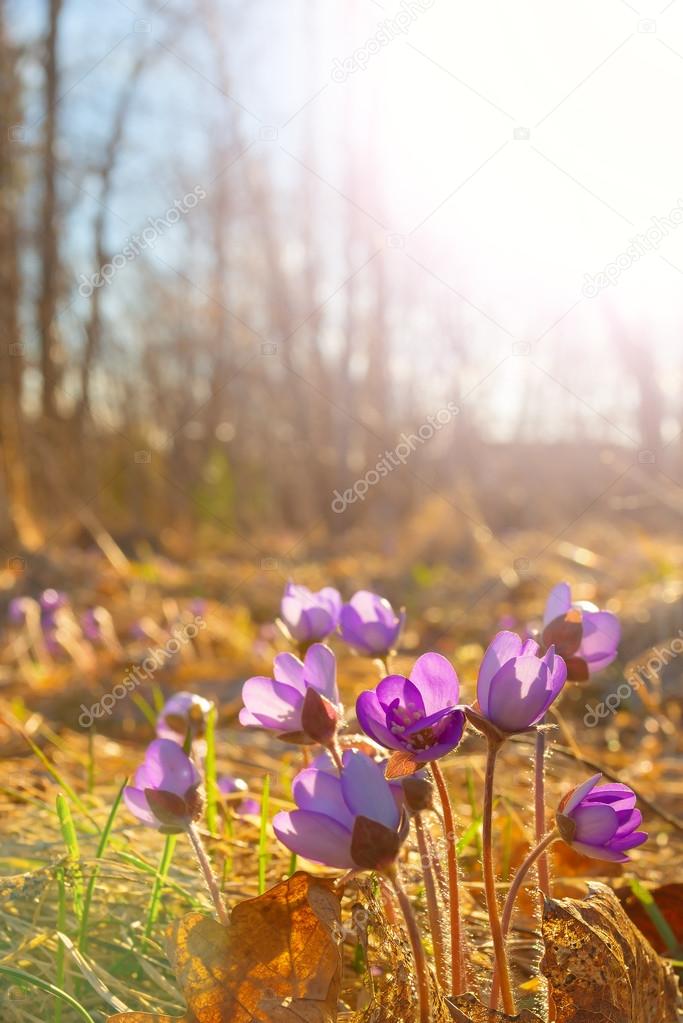 Hepatica nobilis flowers in spring nature in surroundings