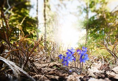 Blue Hepatica nobilis flowers in spring nature with evergreen su clipart