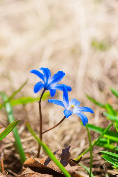 Scilla modrá jarní květiny — Stock fotografie