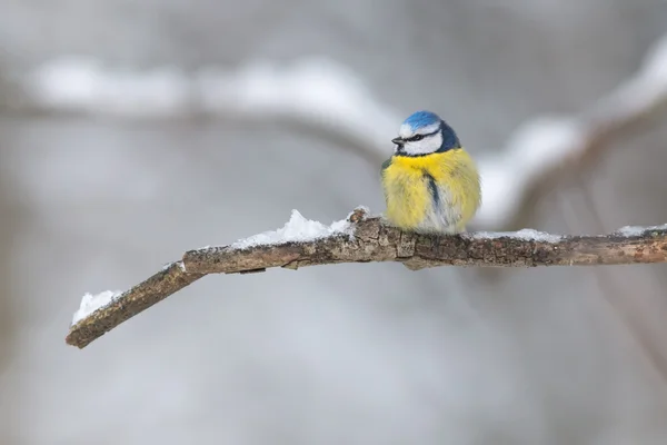 Mésange bleue sur branche d'hiver — Photo