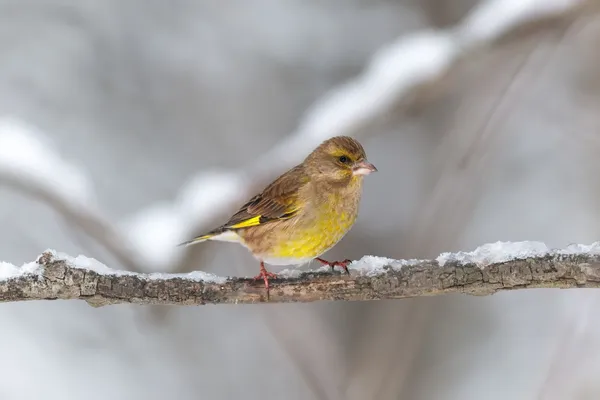 Greenfinch on a snowy branch — Stock Photo, Image