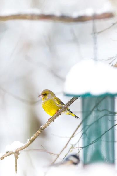 Greenfinch esperando o momento certo no alimentador de pássaros — Fotografia de Stock