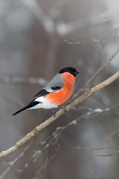 Bullfinch on a branch — Stock Photo, Image