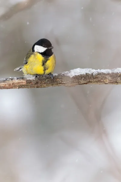 Большая синица (Parus major) на ветке дерева зимой — стоковое фото