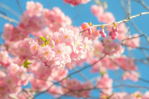 Rosarote Kirschblüten im Frühling — Stockfoto