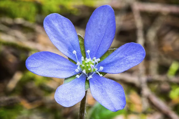 Fiore selvatico blu primavera — Foto Stock