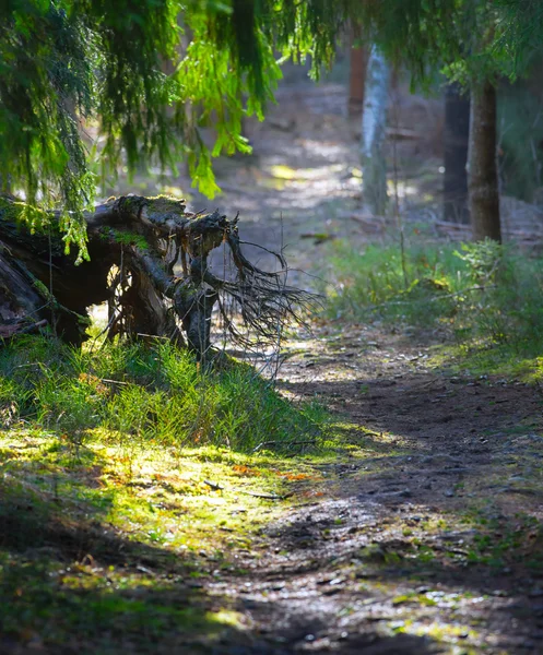 Sendero a través de árboles y taludes —  Fotos de Stock