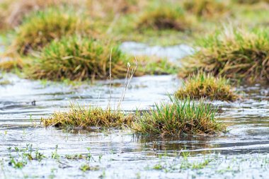 Kışın buzlu marches