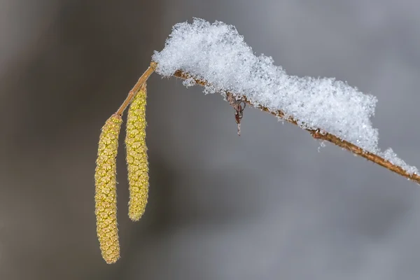 Ramas de avellana con amentos cubiertos de nieve —  Fotos de Stock