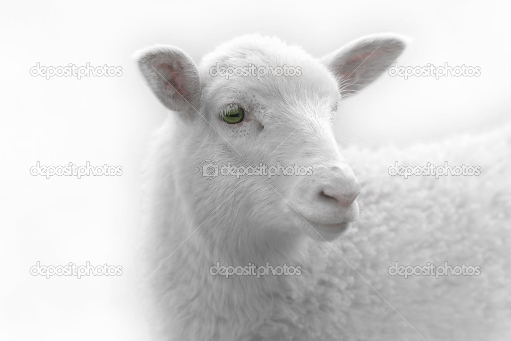 White lamb on light background