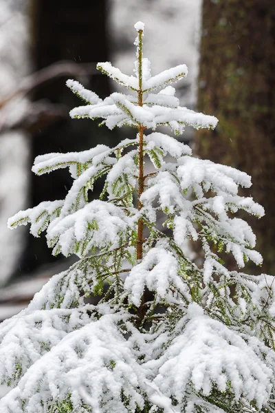 Nadelbaum im natürlichen schneebedeckten Hintergrund — Stockfoto