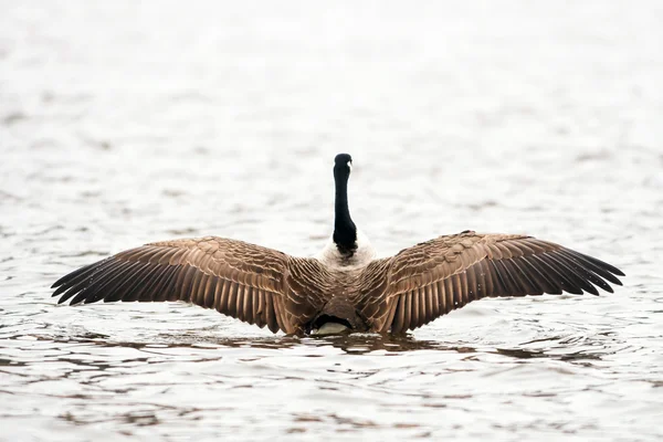 Ganso canadense batendo asas no pré-voo — Fotografia de Stock