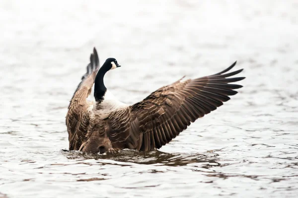 Oie canadienne aux ailes déployées — Photo