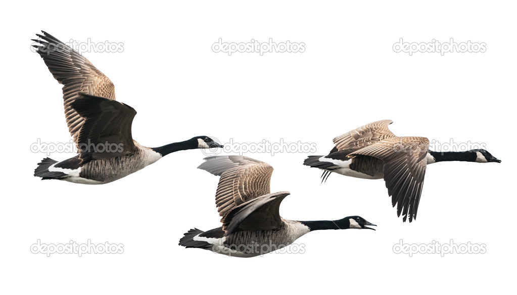 Canada Goose flying in group