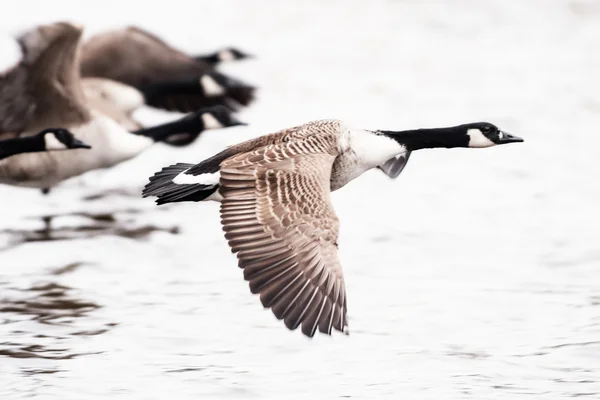 加拿大鹅在水面上飞 — 图库照片