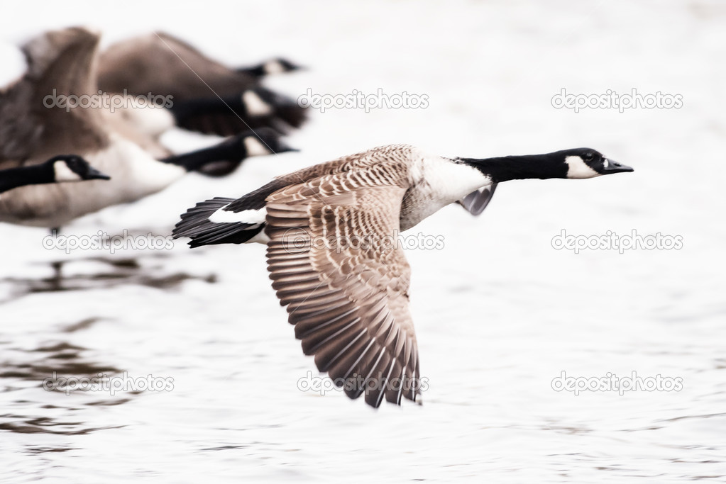 Canada Goose flying over water