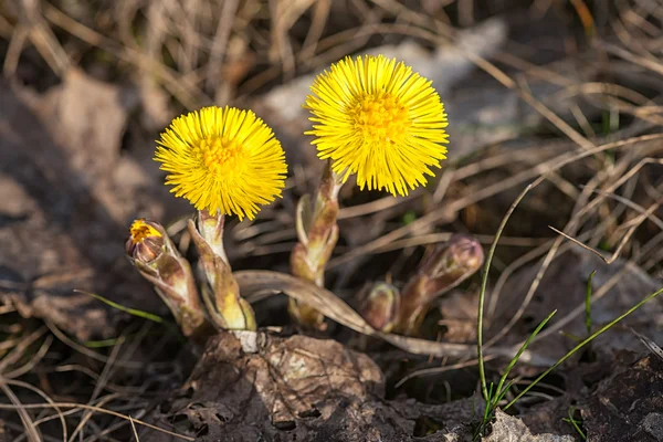 Tussilago farfara pierwsze kwiaty wczesną wiosną — Zdjęcie stockowe