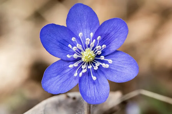 Hepatica nobilis fiore all'inizio della primavera — Foto Stock