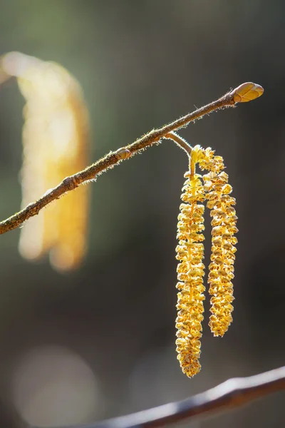 Calabazas de avellana - Corylus avellana a principios de primavera —  Fotos de Stock