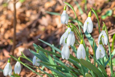 kar açılan grup bahar