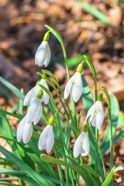 Gruppo di bucaneve in primavera — Foto Stock