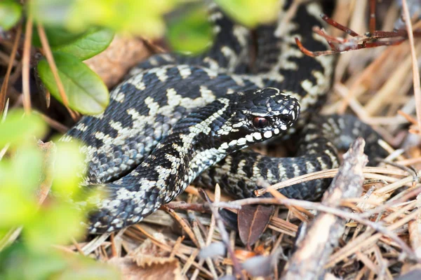 Evropská zmije nebo vipera berus — Stock fotografie