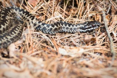 Avrupa adder veya vipera berus orman katta