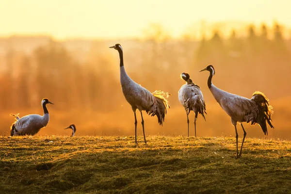 Grupp av crane fåglar på morgonen på vått gräs — Stockfoto