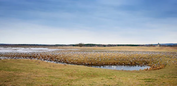 Kudde van kranen op de beroemde hornborgarsjon — Stockfoto