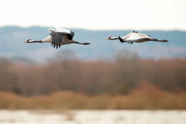 Två kran fåglar flyger över en sjö — Stockfoto