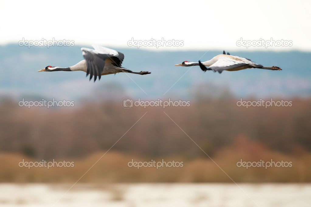 Two Crane birds flying over a lake