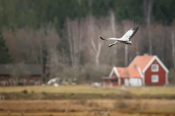 iniş için vinç kuş