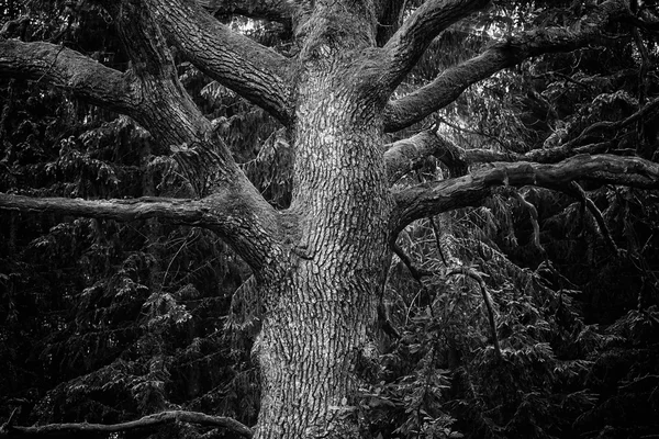 白と黒の森林で雄大なオークの木の詳細 — ストック写真