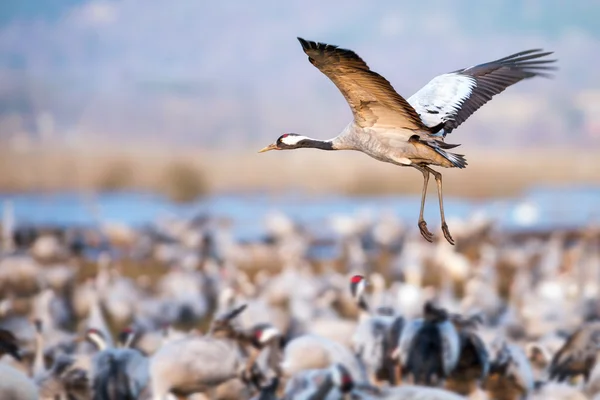 Bejövő közös crane: hornborgarsjon — Stock Fotó