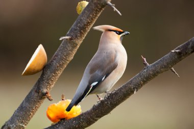 bohem İpekkuyruk bir dalda sırasında bahar tünemiş.