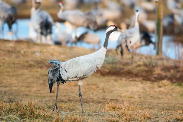 Crane bird walking in grassfield closeup — Stock Photo, Image