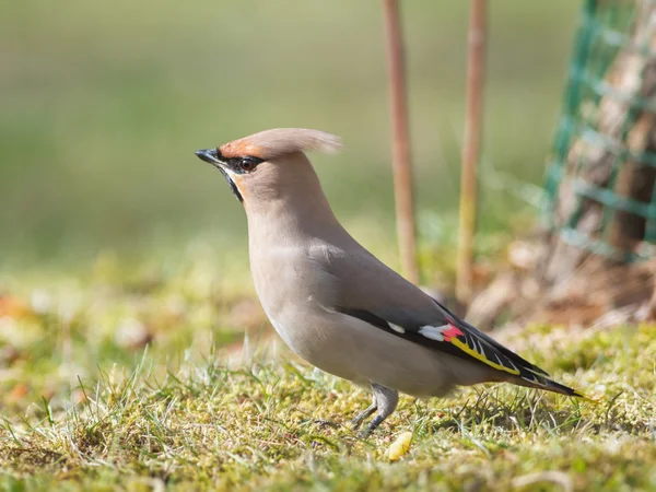 Boheemse Pestvogels op gras op zoek naar voedsel — Stockfoto