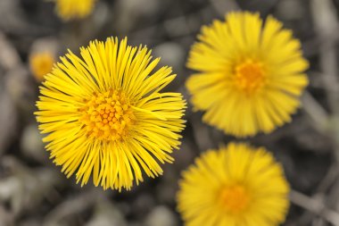 Tussilago farfara or Coltsfoot from above clipart