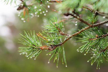 Pinetree iğneler üzerine yağmur damlaları ile