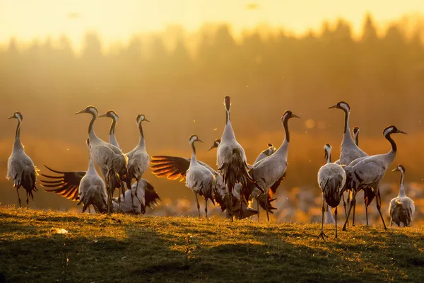 Grupo de grúas al amanecer en la luz de la mañana — Foto de Stock